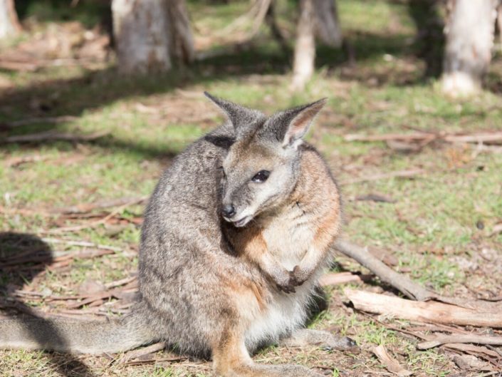 Australia